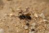 Nomada distinguenda